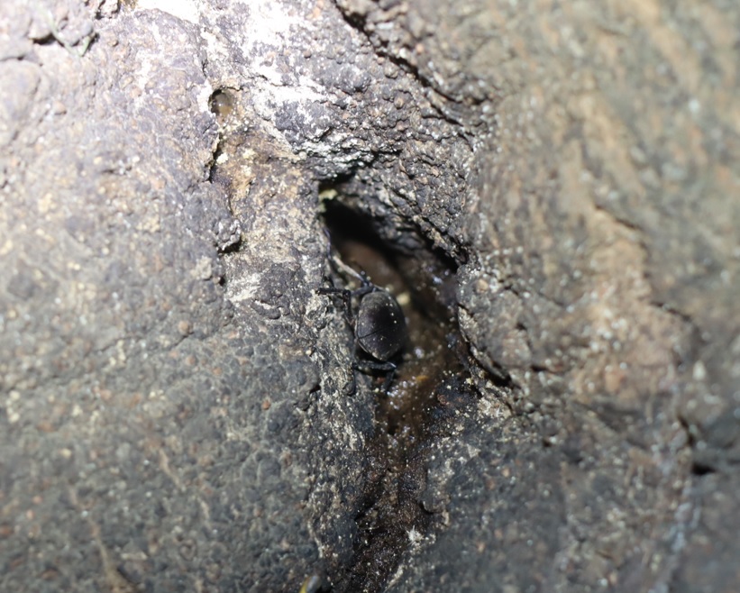 コクワガタ♂_第2のシラカシ_2023年10月16日19時40分気温 19.9